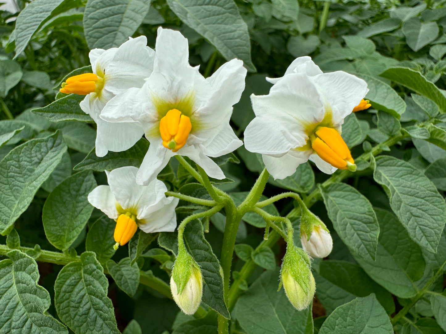 Ultra Clean Virus-free Potato