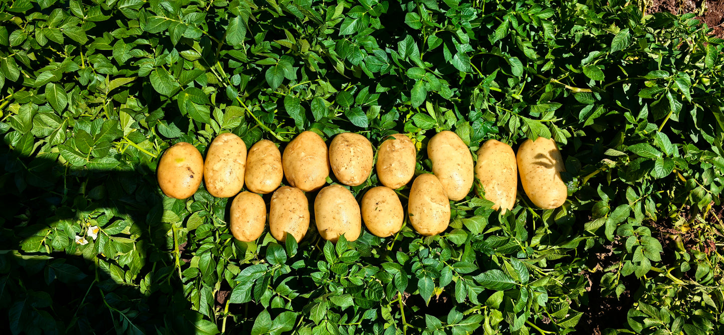 Commercial Potato