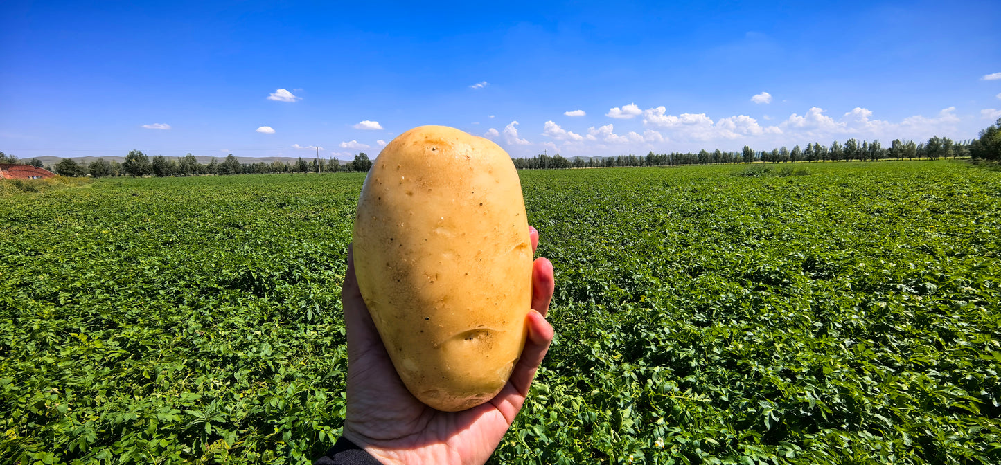 Commercial Potato