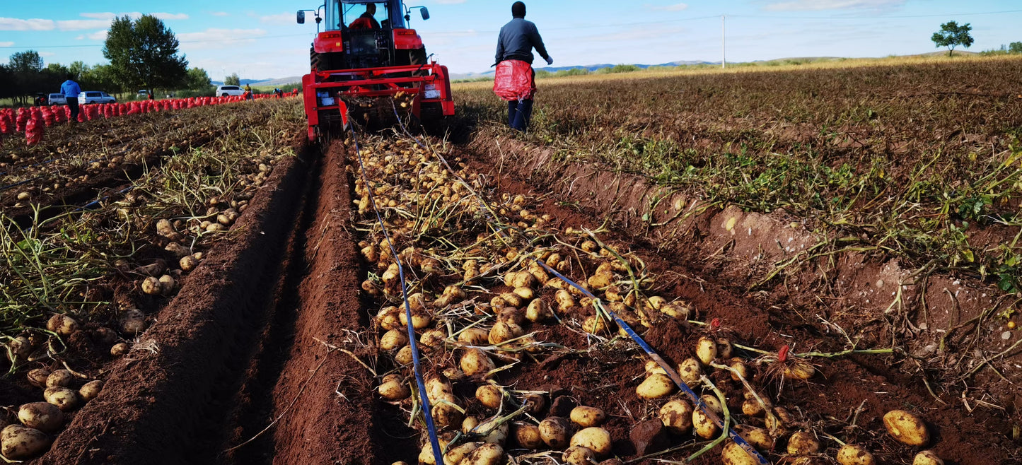 Commercial Potato