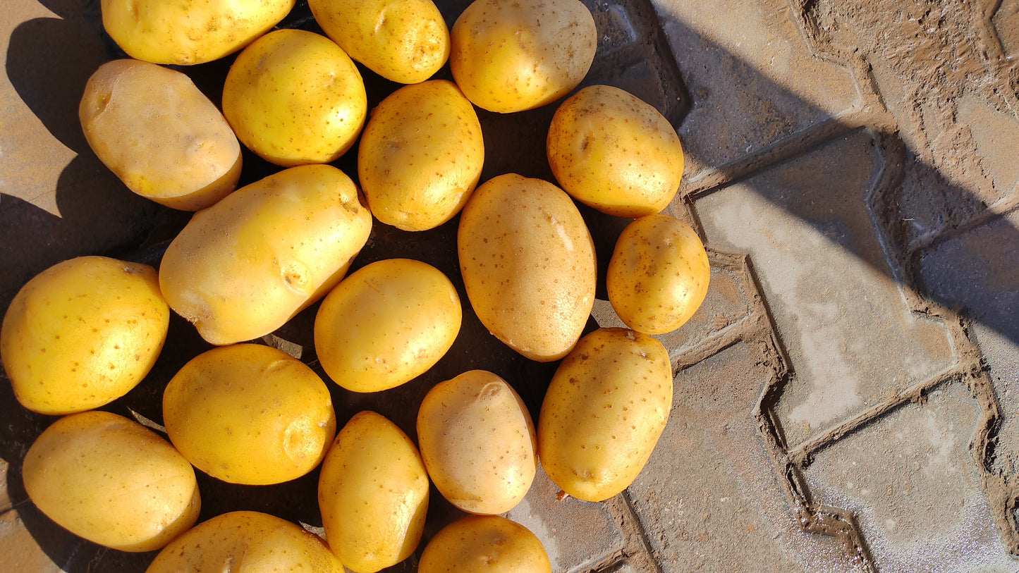 Commercial Potato