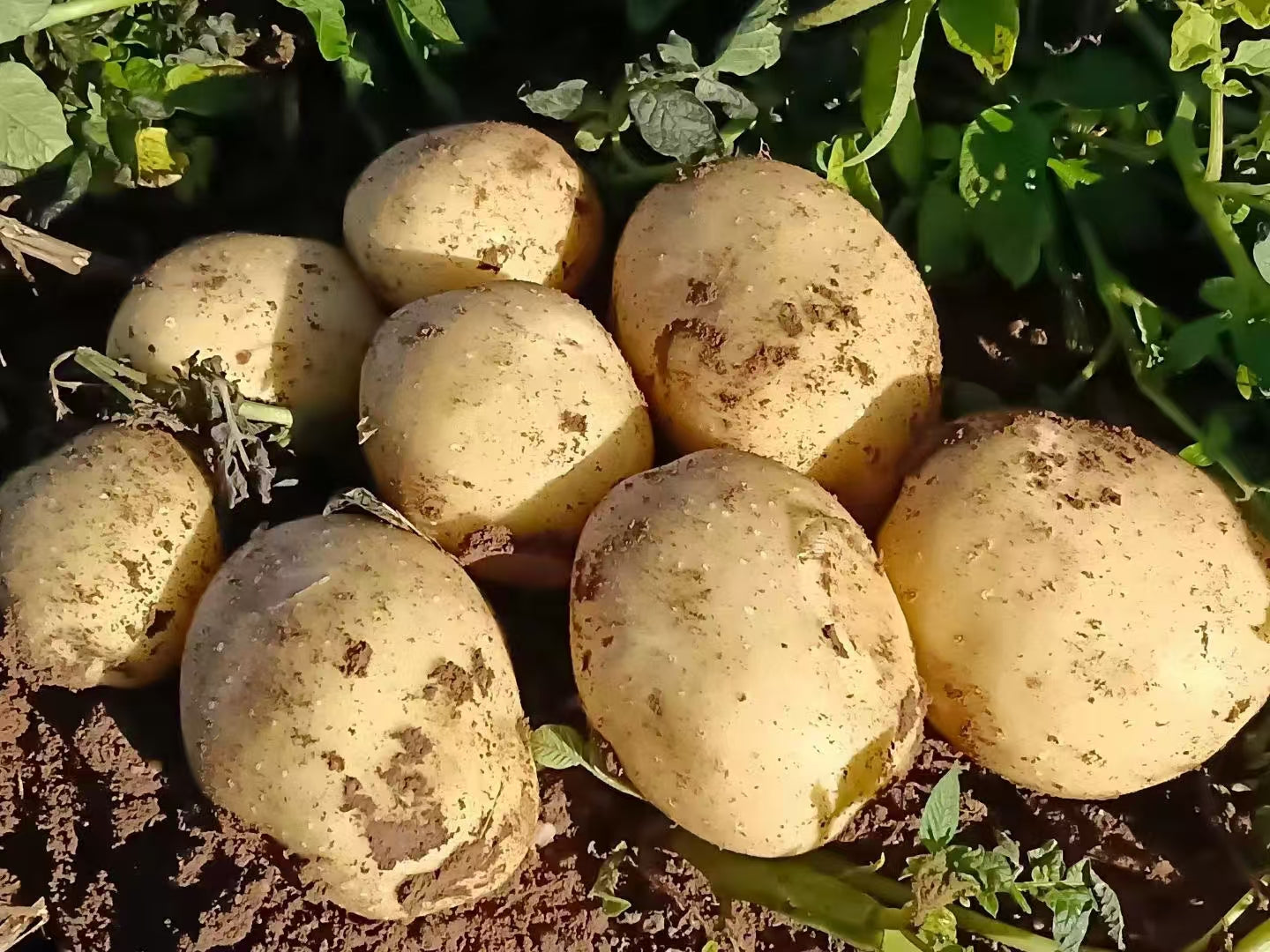Commercial Potato