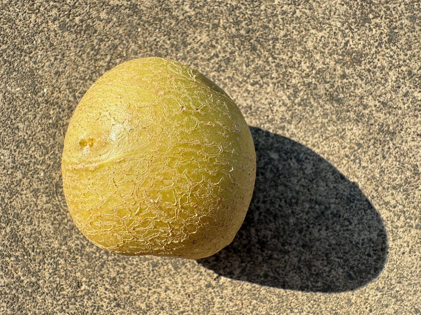 Ultra Clean Virus-free Potato