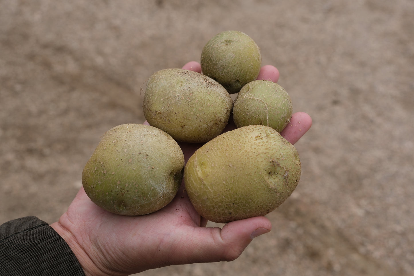 Ultra Clean Virus-free Potato